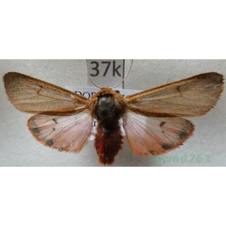 Phragmatobia fuliginosa (Linnaeus, 1758) Sadzanka rumienica Czech37k